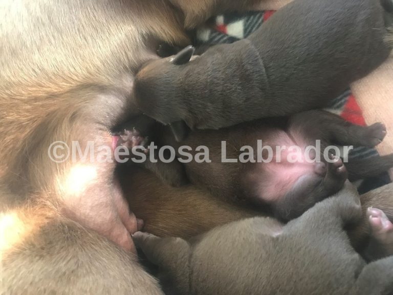 Maestoda_Labrador_Puppies_1week_001_2